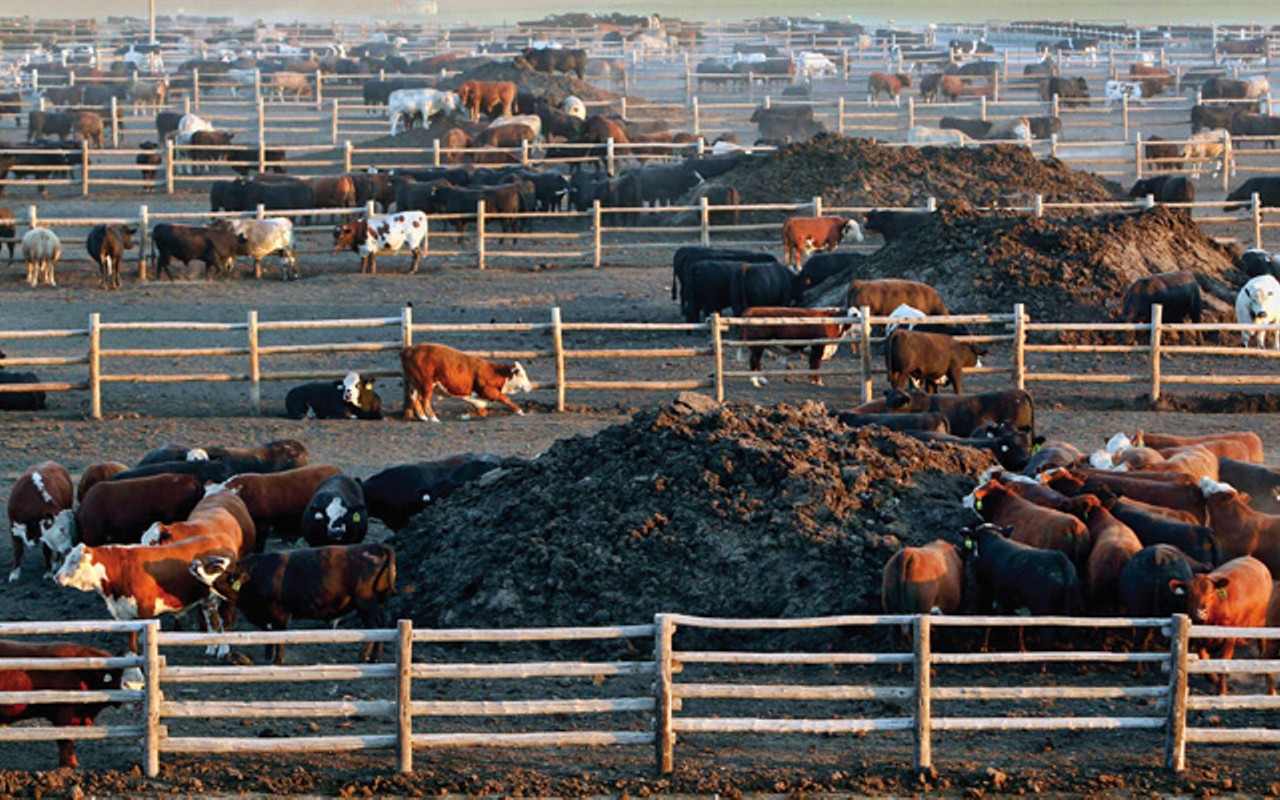 Livestock industry opposes feedlot registration