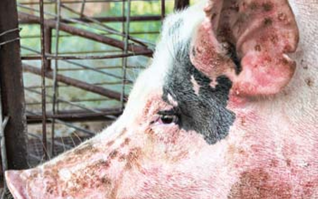 Neighbors must pay damages for delaying hog shed