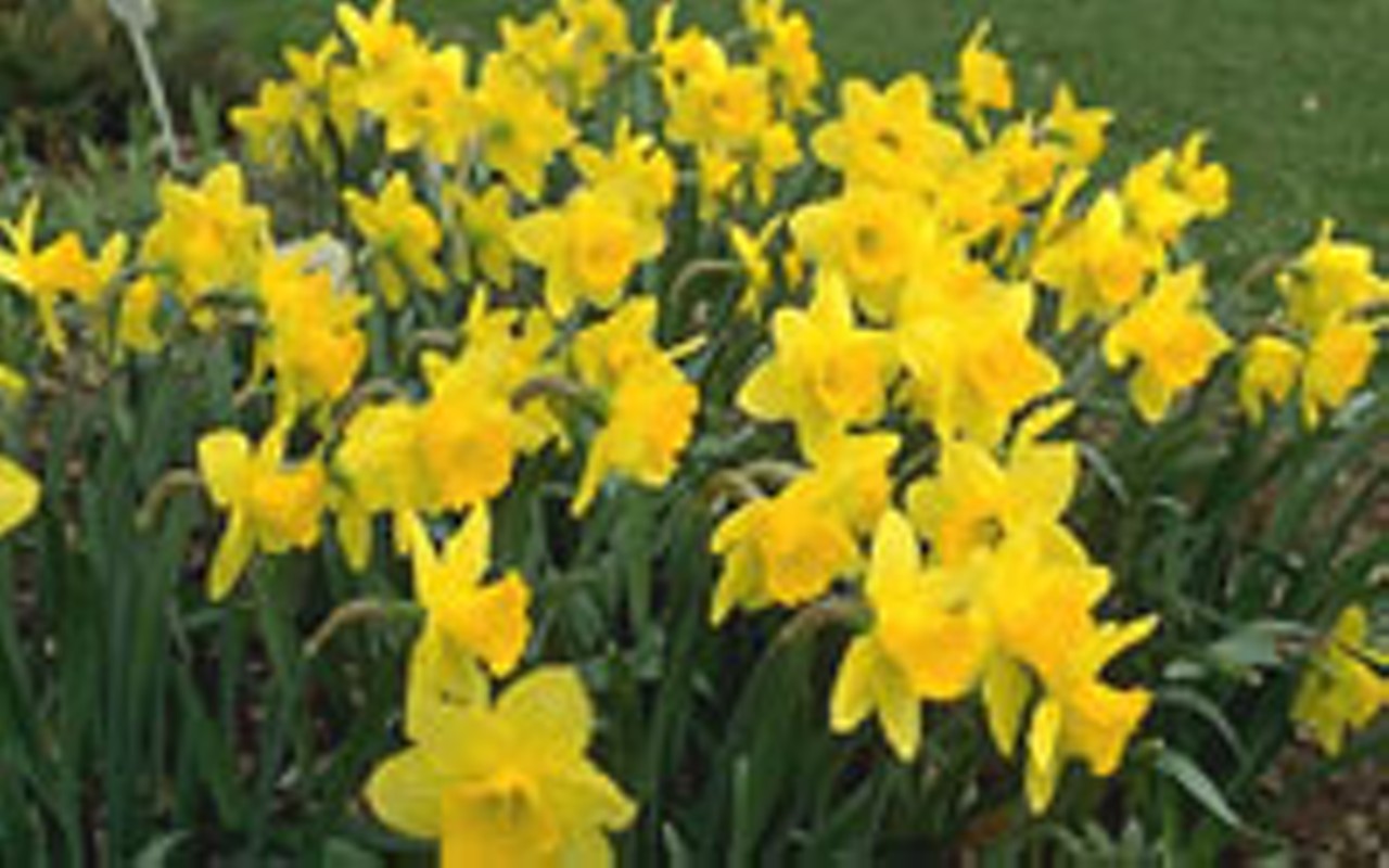 Daffodils, Narcissus, or Jonquil&#xFFFD;