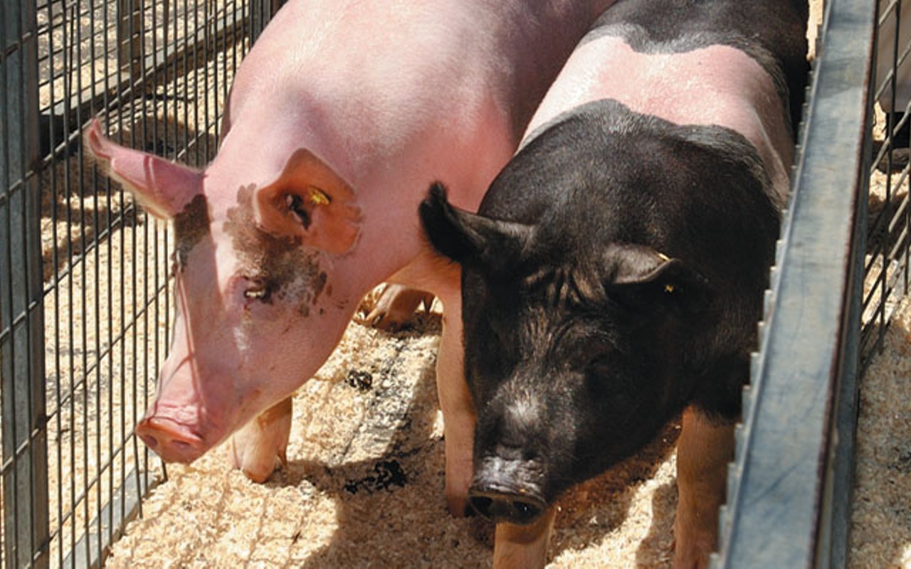 Proposed hog farm near Petersburg making enemies