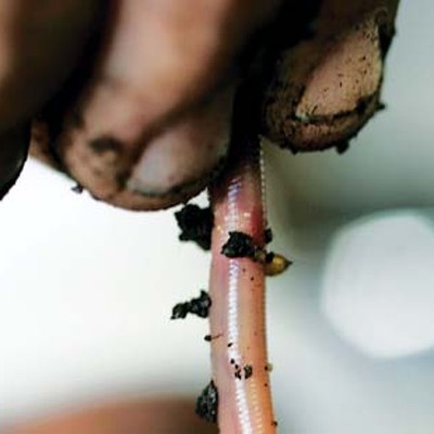 Worm your way to great soil with composting