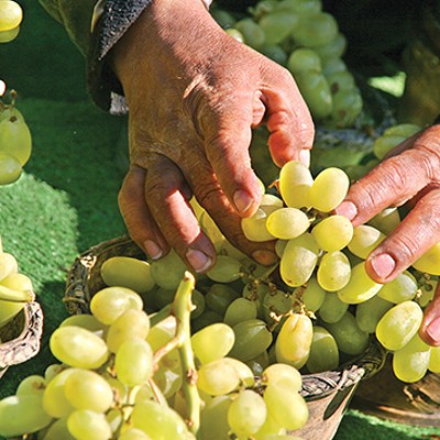 Backyard grapes for Illinois