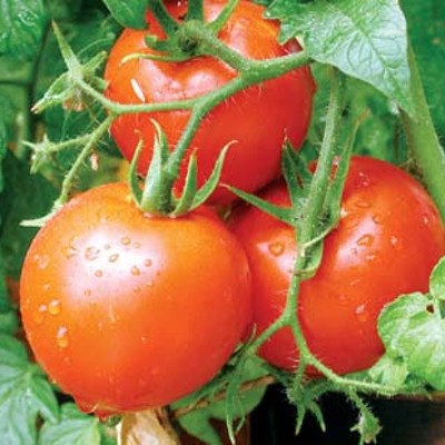 Home-grown tomato time!