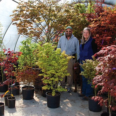 A haven for Japanese maples