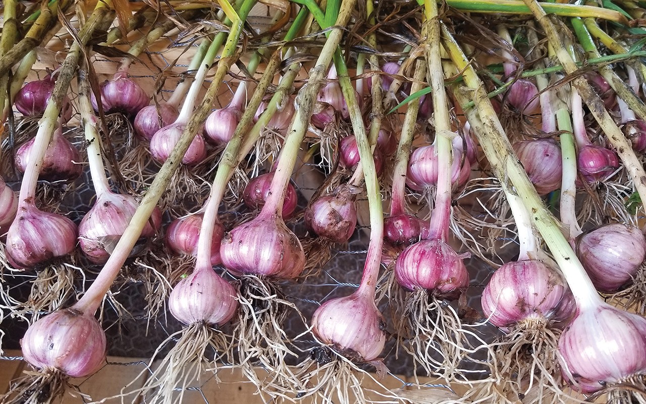 A celebration of garlic