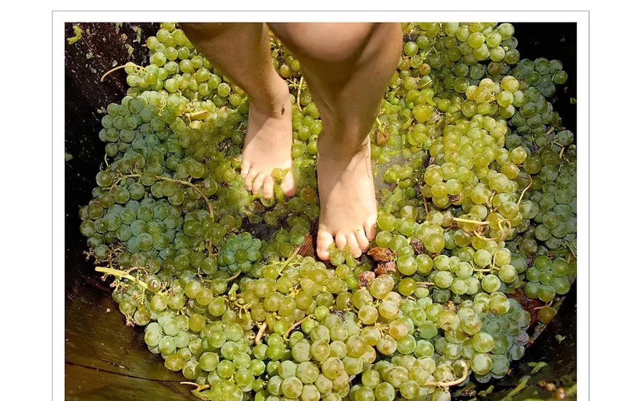 Image: Annual Grape Stomp and Harvest Festival