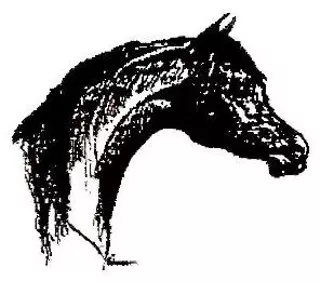 Image: Arabian Horse Value Show