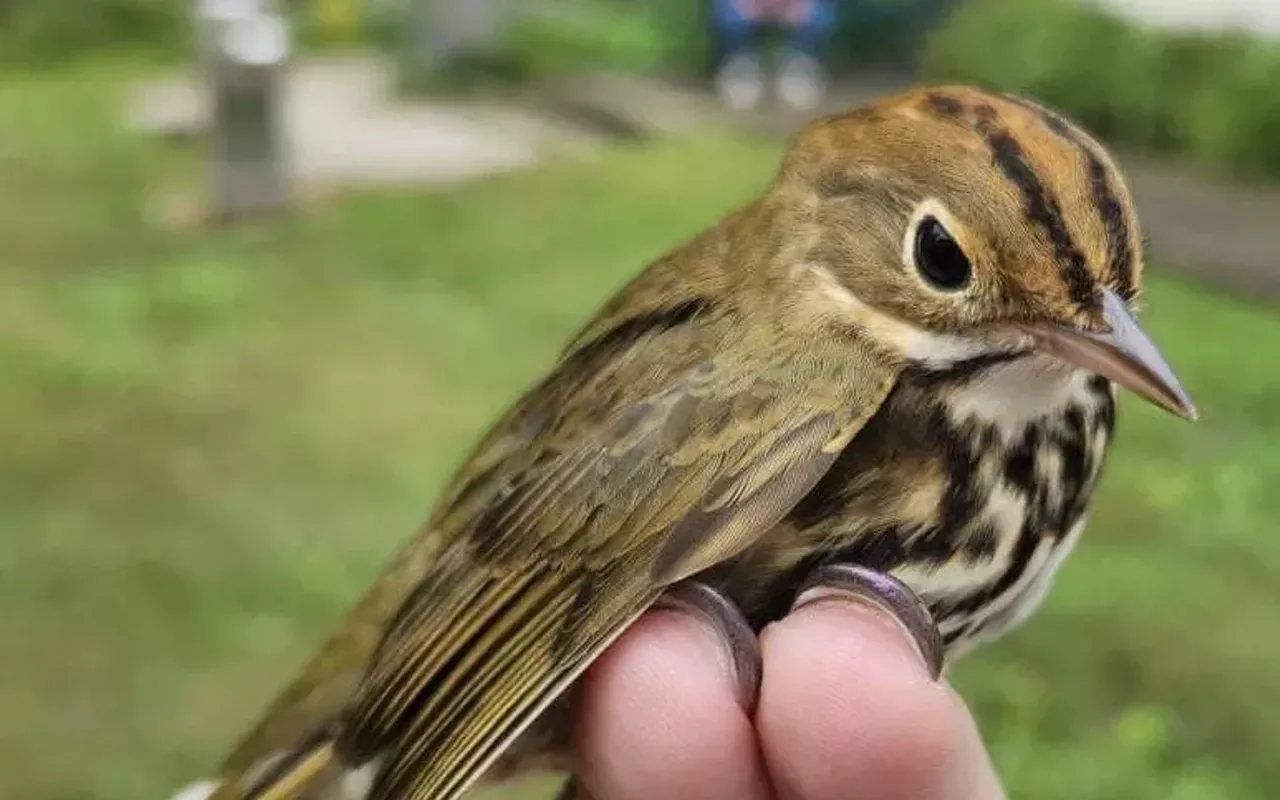 Image: Bird Banding Demonstration