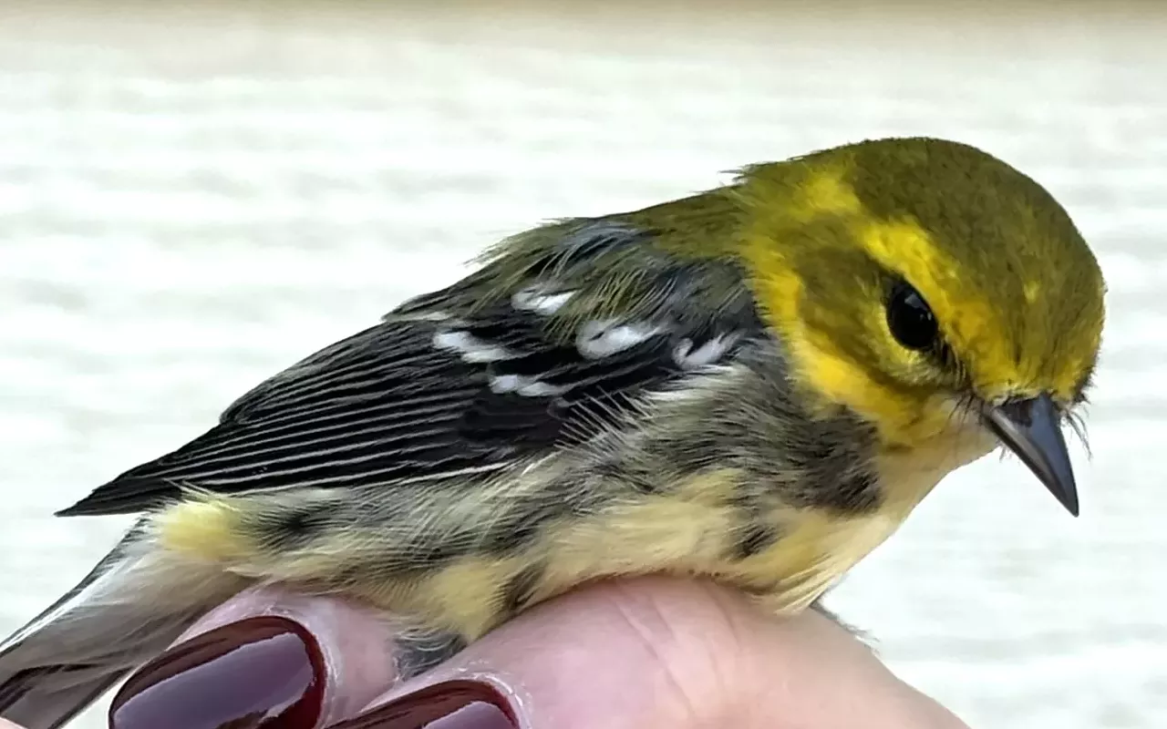 Image: Bird Banding Demonstration