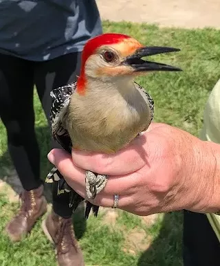 Image: Bird Banding