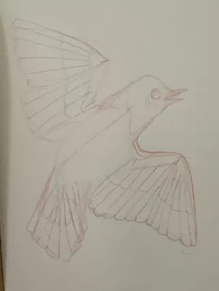Image: Bird Drawing for Kids