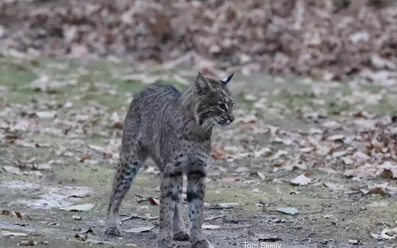 Image: Bobcats in Illinois