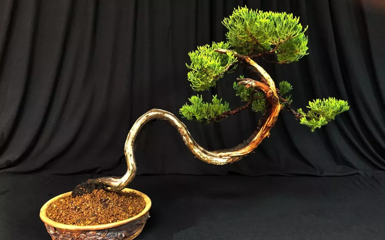 Image: Bonsai Society Pop-Up Exhibit
