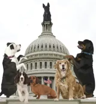 Image: Capital Canine Training Club