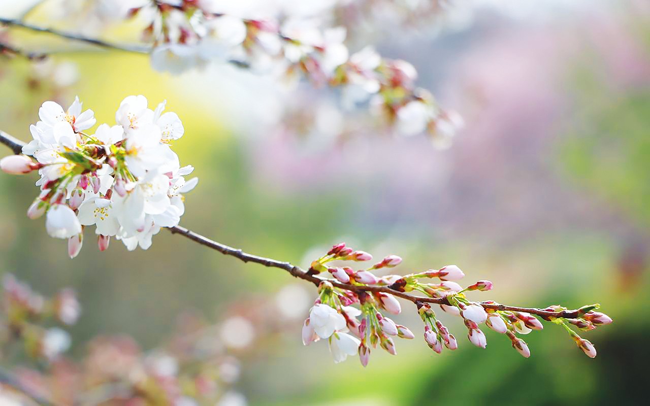 Cherry blossom time