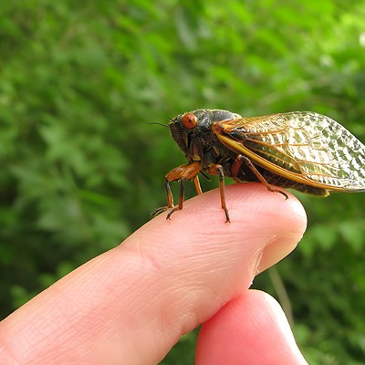 Cicadas Gone Wild