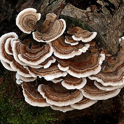 Fall Fungi Workshop