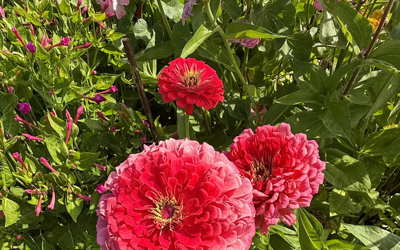 Image: Gardening Adventures