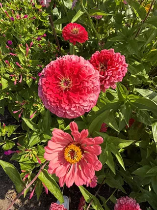 Image: Gardening Adventures