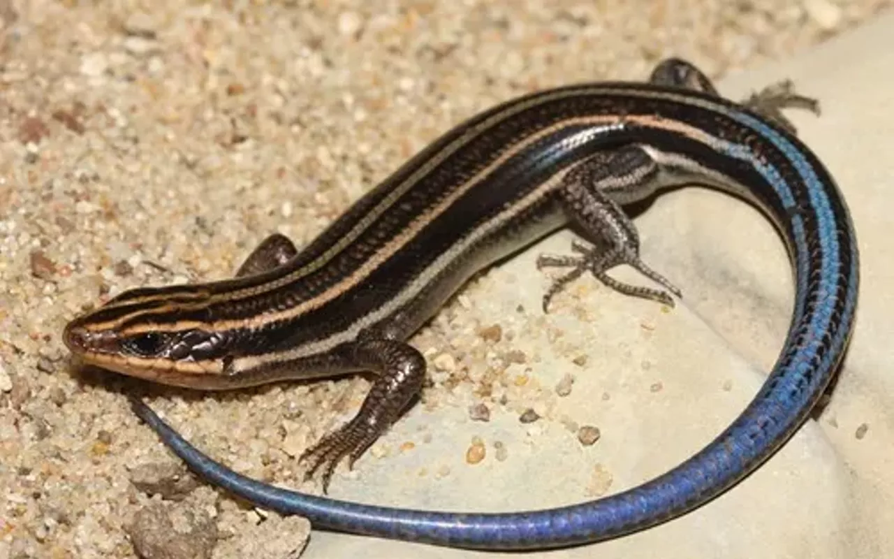 Image: Herpetology Program