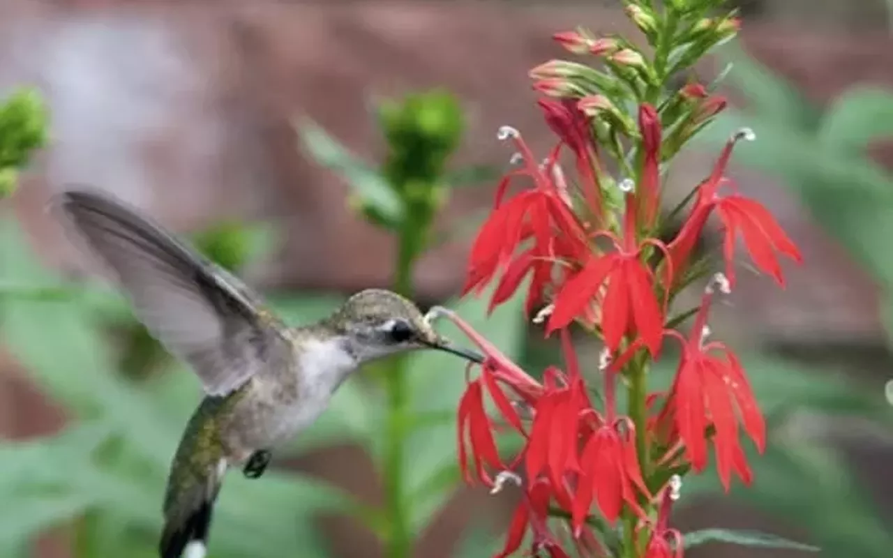 Image: &ldquo;Hummingbirds and Orioles: Spring&rsquo;s Most Sought-After Visitors&rdquo;