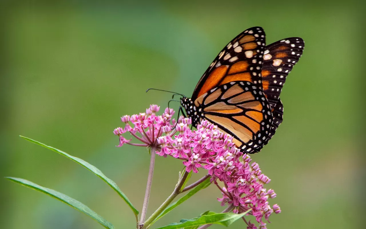 Image: Monarchs and Me
