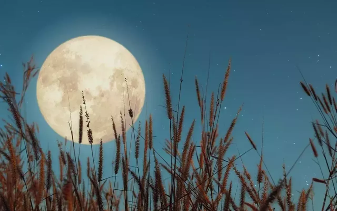 Image: Moonlight Meander