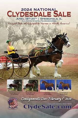 Image: National Clydesdale Sale