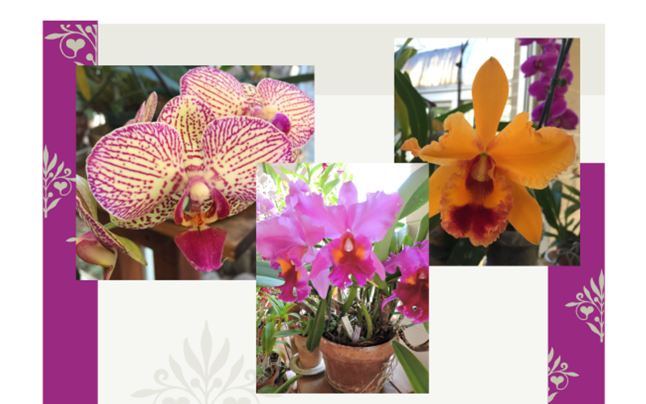 Image: Orchid Basics Workshop