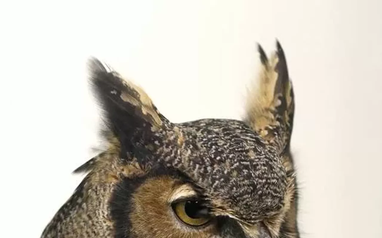 Image: Owl Prowl