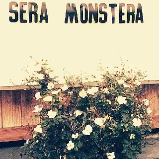 Image: SERA MONSTERA