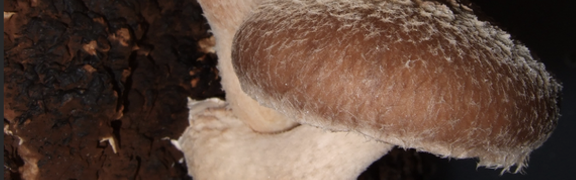 Shiitake Mushroom