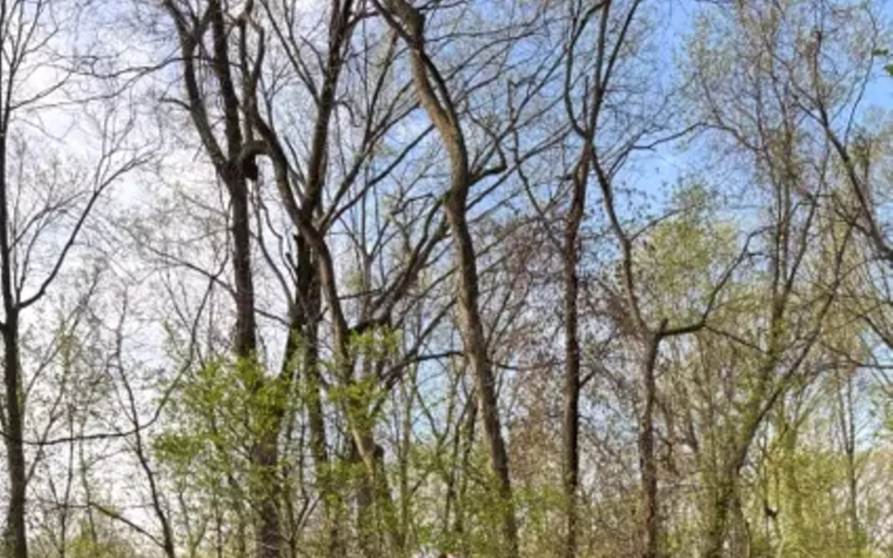 Image: Spring Migration Bird Hikes