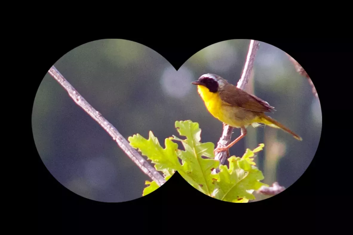yellowthroat-4.webp