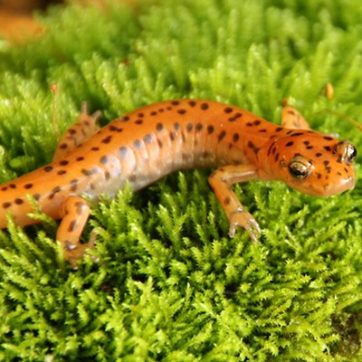 Taste of ISM: Salamanders of Illinois