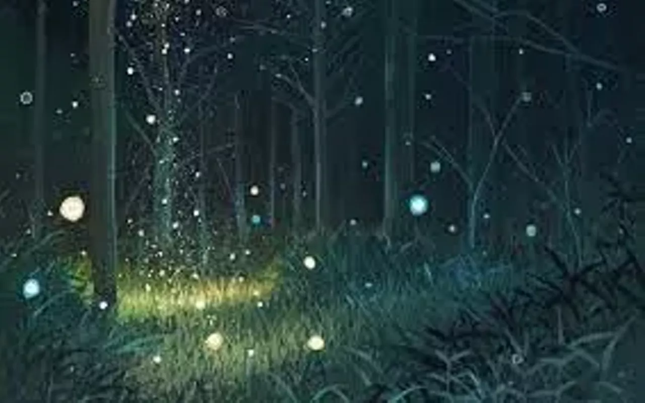 Image: The world of our amazing fireflies