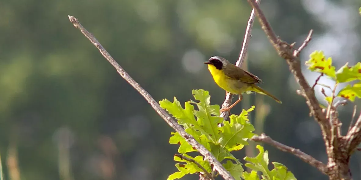 audubon_picture.webp