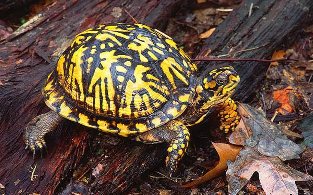 Image: "Thirty Years of Illinois Biodiversity and Natural History Through the Lens&rdquo;