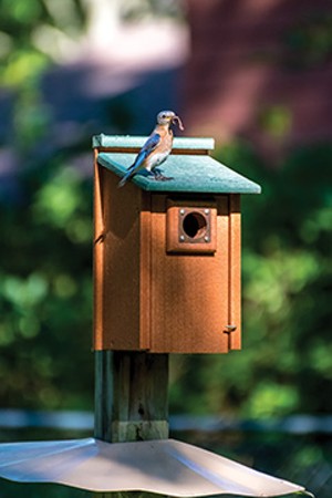 Make your yard home to feathered friends