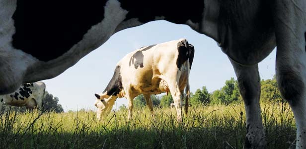 Wal-Mart reduces dairy business with Prairie Farms