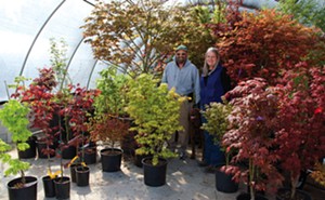 A haven for Japanese maples