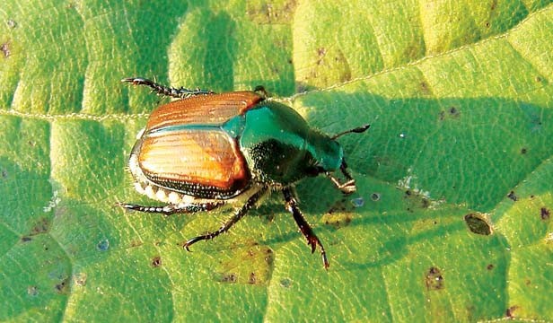 What to do about Japanese beetles