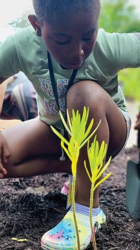 Kidzeum kids plant milkweed