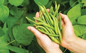Green beans a great summer side dish