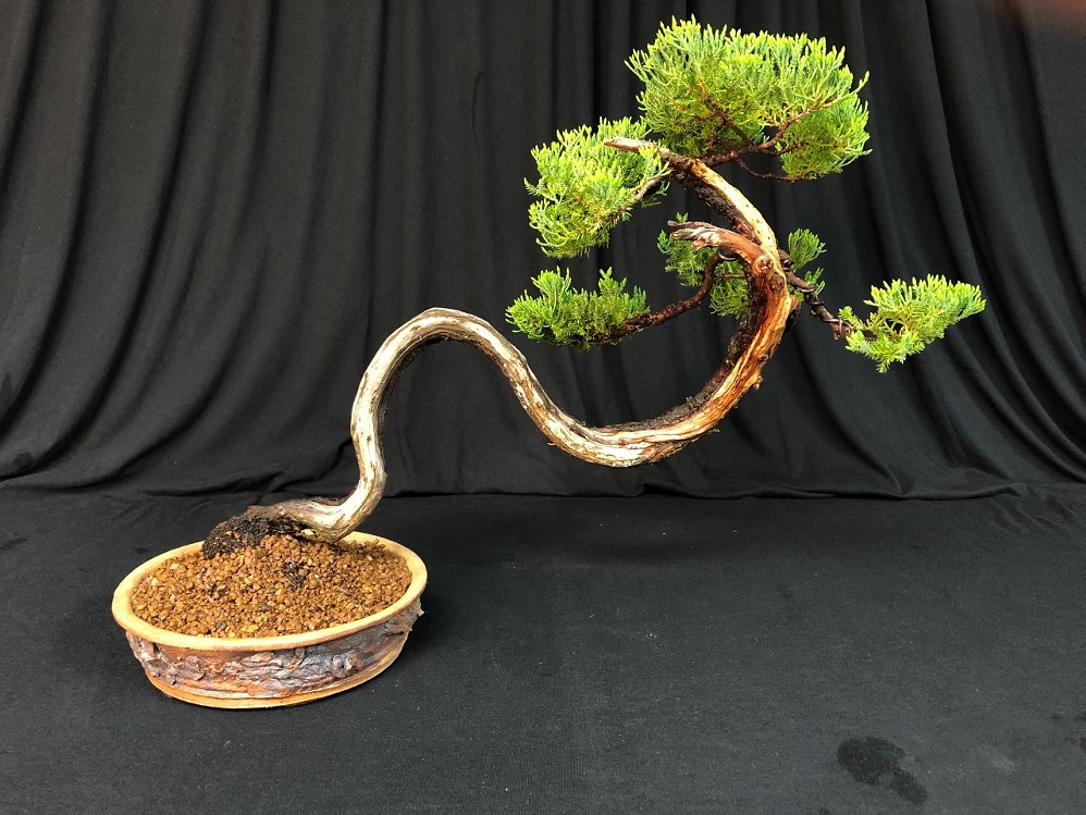 thumbnail_serpentine_juniper_in_bonsai_pot_nfs_day.jpg
