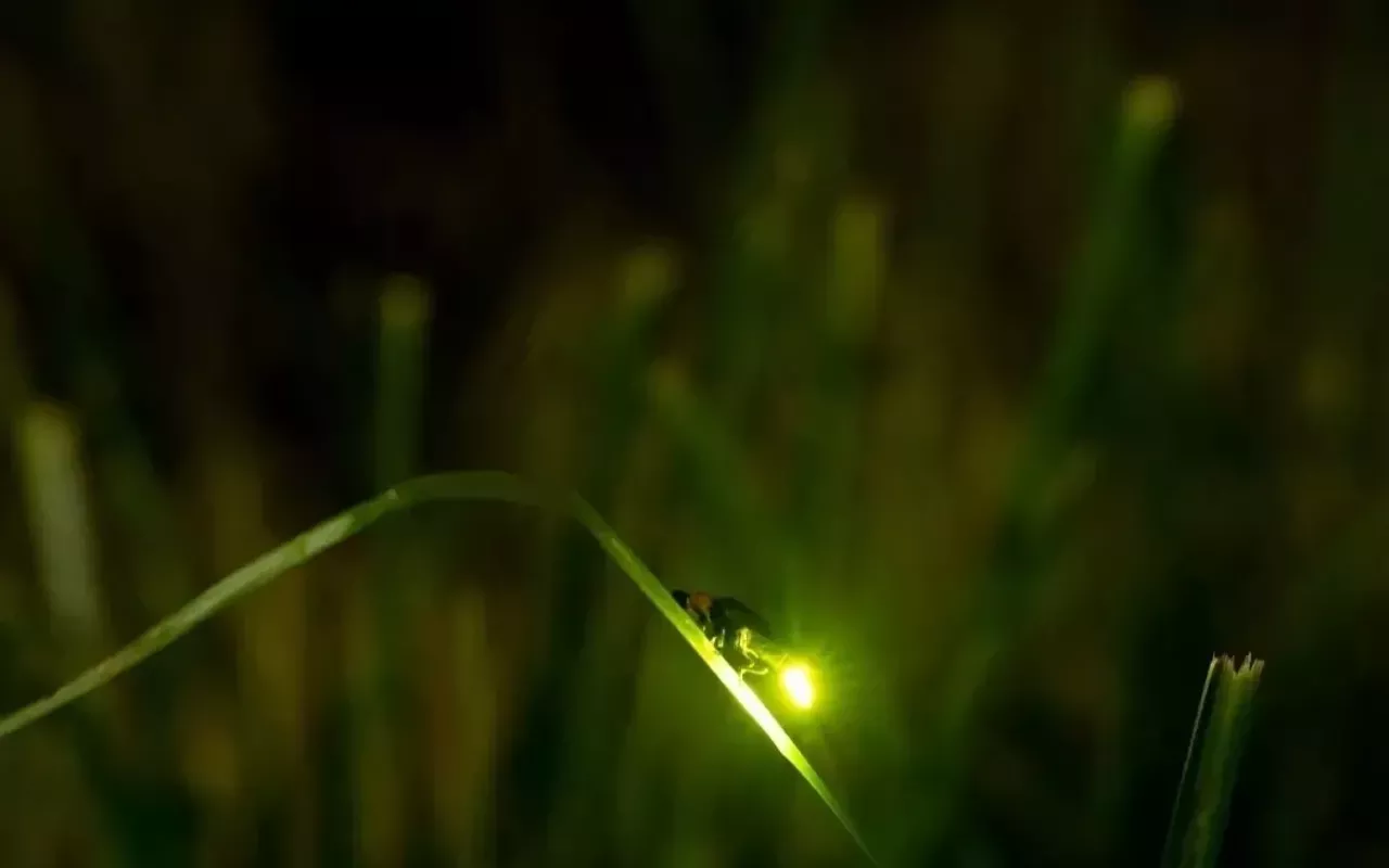 Image: Walking with our amazing fireflies