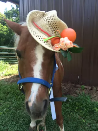 Image: Whinnie's Apple Fest